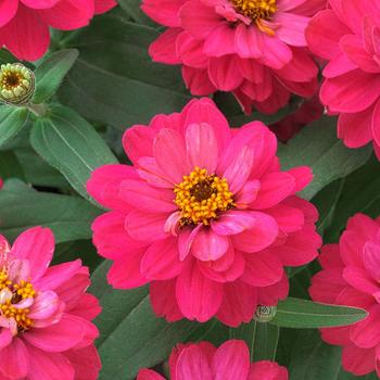 Zinnia 'Belize Bright Rose' (312746)