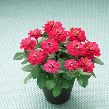 Zinnia 'Belize Bright Rose' (312747)