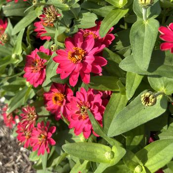 Zinnia 'Belize Bright Rose' (312749)