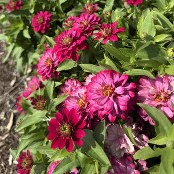 Zinnia 'Belize Rose'