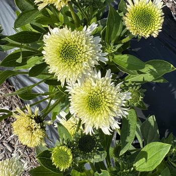 Echinacea purpurea Delightful™ 'Lace' (312751)
