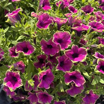Petunia 'Tea Purple Vein Green Edge' (312753)