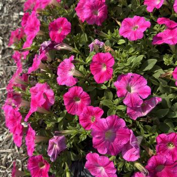 Petunia 'Tea Rose Morn'