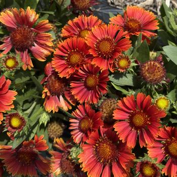 Gaillardia aristata 'SpinTop Yellow Touch' 