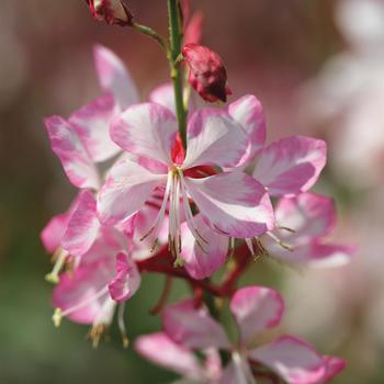 Gaura 