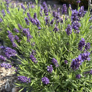 Lavandula angustifolia 'La Diva Eternal Elegance' 