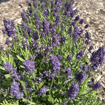 Lavandula angustifolia 'La Diva Eternal Grace'