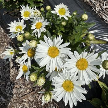 Leucanthemum maximum Sweet Daisy&trade; 'Birdy' (312762)