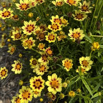 Coreopsis 'Balsettiyel' PPAF