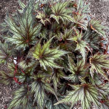 Begonia rex-cultorum 'Spacestar Syrma' 