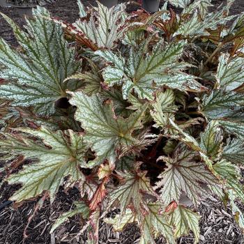 Begonia rex-cultorum 'Spacestar Haedi' 
