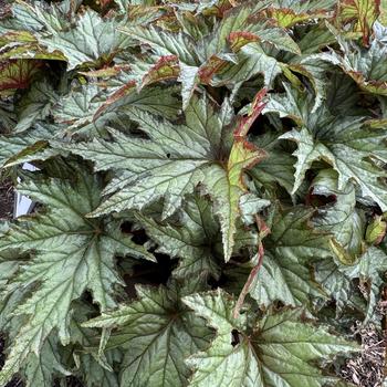 Begonia rex-cultorum 'Spacestar Izar' 