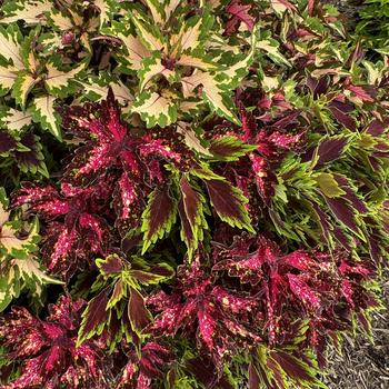 Combination Planter 'Down Town Austin' 