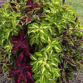 Combination Planter 'Down Town Denver' 