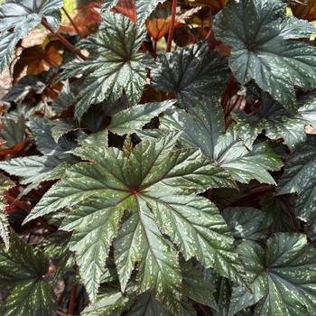 Begonia 'Gryphon'