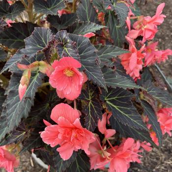 Begonia x tuberhybrida 'Joy Mocca Rose' 