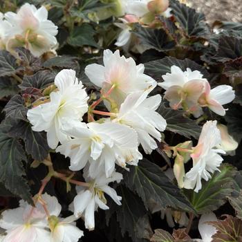 Begonia x tuberhybrida 'Joy Mocca White' PP25215P2