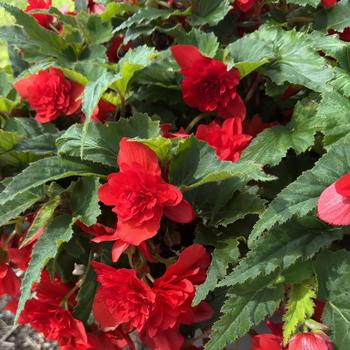 Begonia x tuberhybrida Nonstop® 'Joy Red' (312775)