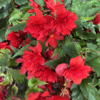 Begonia x tuberhybrida 'Joy Red' USPP19432P3