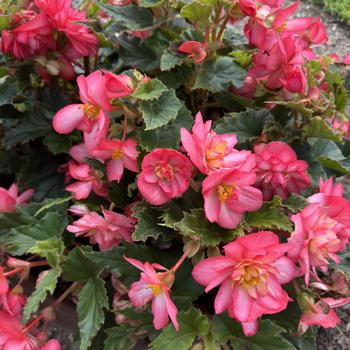 Begonia x tuberhybrida 'Joy Rose Picotee' 