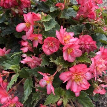 Begonia x tuberhybrida Nonstop® 'Joy Rose Picotee' (312778)