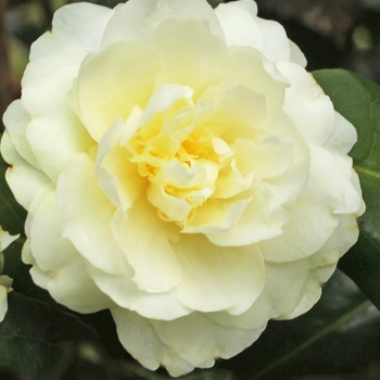 Camellia 'Buttermint' 
