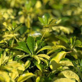 Schefflera arboricola 'Trinette'
