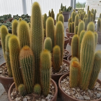 Pilosocereus azureus