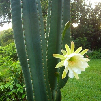 Cereus peruvianus