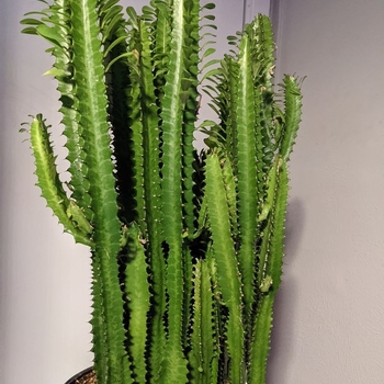 Euphorbia trigona