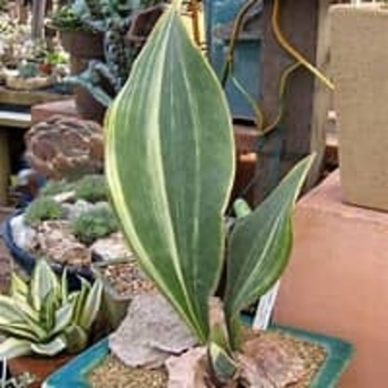 Sansevieria masoniana