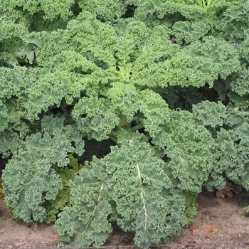 Brassica oleracea var. sabellica