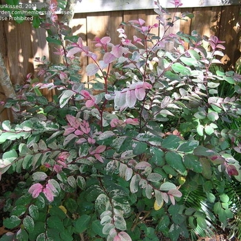 Breynia disticha 'Nana'