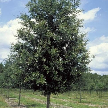Quercus virginiana 'Cathedral Oak™' PP13,173