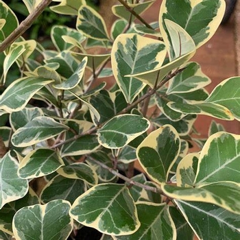 Ficus trangularis 'Variegata' 