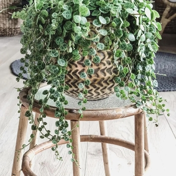 Peperomia 'Multiple Varieties' 