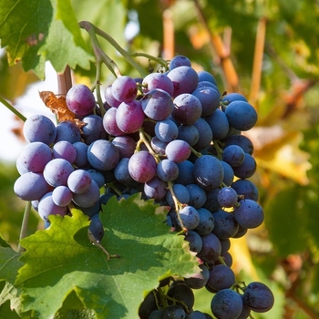 Vitis vinifera 'Merlot' 