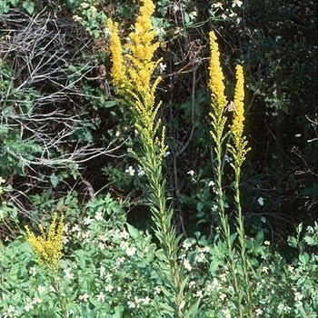 Solidago sempervirens