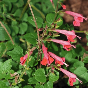 Salvia coccinea