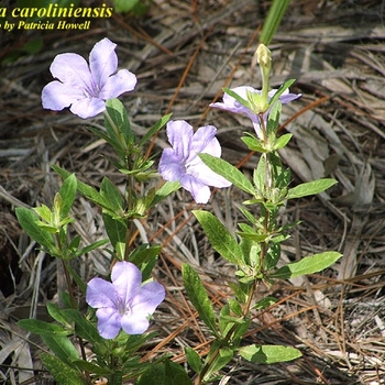 Ruellia caroliniensis