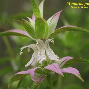 Monarda punctata