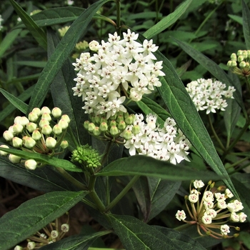 Asclepias perennis