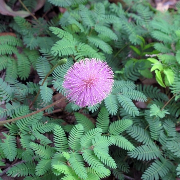 Mimosa strigillosa