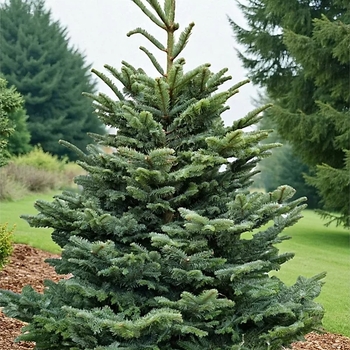 Abies procera