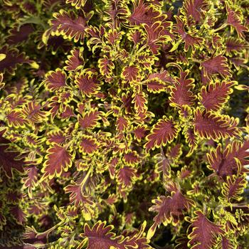 Coleus scutellarioides 'Skeletel'