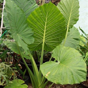Alocasia odora 'Batik' 