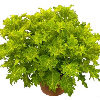 Coleus scutellarioides 'Lime and Shine' 