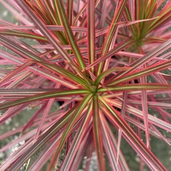 Dracaena marginata 'Colorama'
