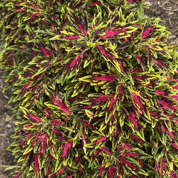 Coleus scutellarioides 'All That Jazz' 