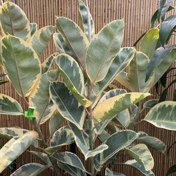 Ficus elastica 'Variegata'